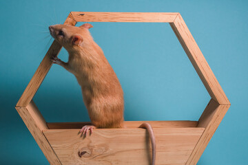 rata dorada grande 1