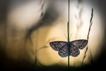 Lewes Wave, Scopula immorata © AGAMI