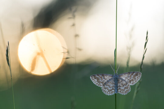 Lewes Wave, Scopula immorata