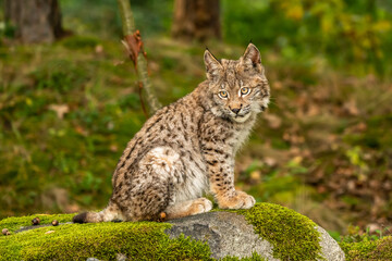 Naklejka premium Lynx in green forest with tree trunk. Wildlife scene from nature. Playing Eurasian lynx, animal behaviour in habitat. Wild cat from Germany. Wild Bobcat between the trees