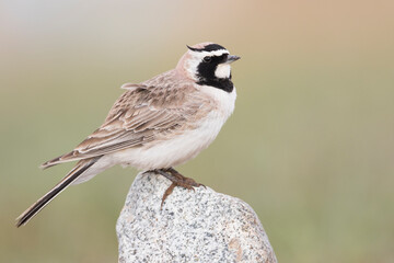 Steppe Horned Lark, Eremophila alpestris brandtii