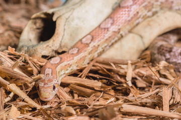 serpiente en craneo 2
