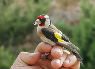 European Goldfinch (Carduelis carduelis) held by ornithologist and bird ringer for scientific bird ringing, Valencia, Spain