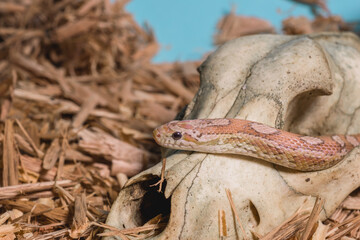 serpiente en craneo 3