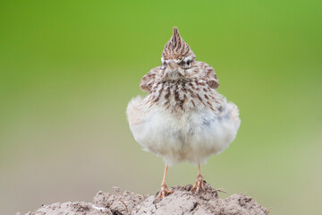 Thekla Lark, Galeridae theklae theklae