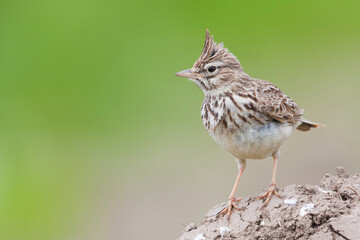 Thekla Lark, Galeridae theklae theklae