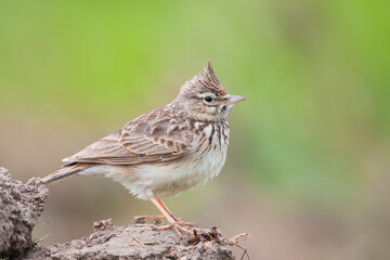 Thekla Lark, Galeridae theklae theklae