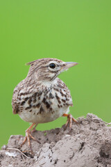 Thekla Lark, Galeridae theklae theklae