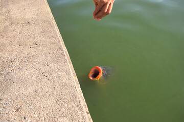 Carp with big open, orange mouth out of the water hoping for food at Luisenpark lake in Mannheim,...