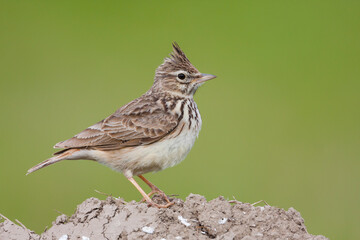 Thekla Lark, Galeridae theklae theklae