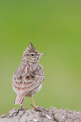 Thekla Lark, Galeridae theklae theklae