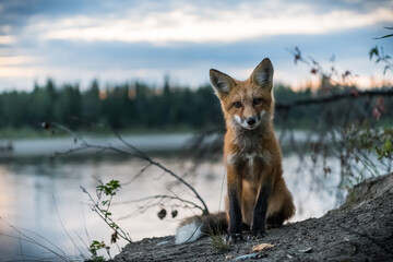 Wild Red Fox in Yukon, Canada