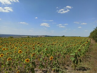 Fototapeta na wymiar Sunflowers field