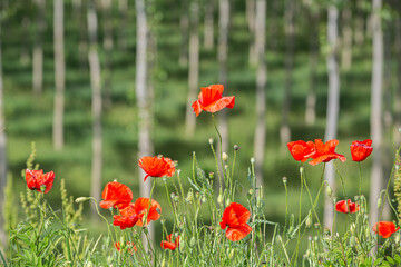 Blooming poppies in the foreground and blurred background with sunlit poplar forest