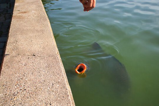 Carp coming to the surface of a lake to eat with mouth wide open at Luisenpark in Mannheim, Garmany.