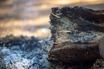 Burnt out Fire Woode with Ashe and Fire Resedue