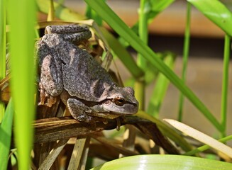 Europäischer Laubfrosch (Hyla arborea), graue Farbvariante