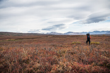 Obraz premium Hiking in Denali National Park, Alaska, USA