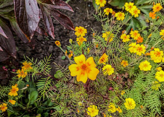 Flowers of bright orange marigolds. Mary's Gold. Student flower, Turkish carnation.Tagetes.