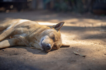 Stray Dog Hurdeled up Sleeping in the Hot Sun