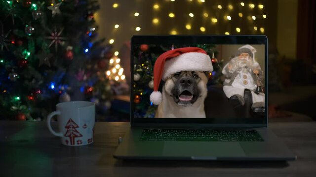 Cute dog in a Santa Claus hat on videocall. Funny dog.