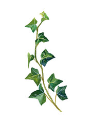 green leaves isolated on white background