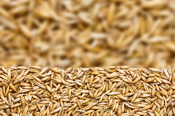 Raw oat seeds pile. Whole grain food background. Yellow vibrant cereal diet. Countryside agriculture empty copy space.