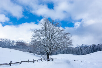a beautiful tree covered with snow