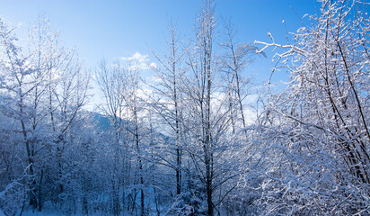 the first autumn snow covers the woods