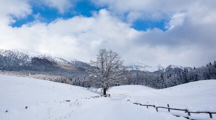 snow covered mountains