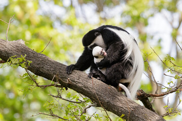 Baby mantled guereza monkey with mother in a zoo