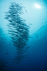 Barracuda schooling in tornado formation above coral reef and below liveaboard
