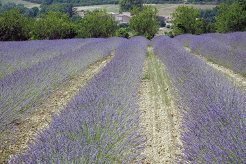 Fototapeta na wymiar Lavendelfeld auf dem Plateau de Sault, Provence