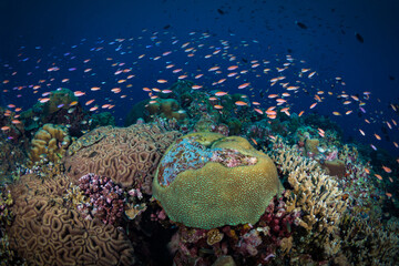 Colorful anthias reef fish swimming in tropical clear water above coral reef