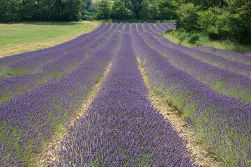 Fototapeta na wymiar Lavendelfeld auf dem Plateau de Sault,Provence