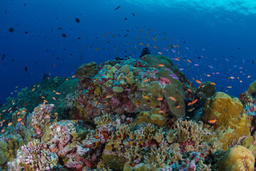 Fototapeta na wymiar Colorful anthias reef fish swimming in tropical clear water above coral reef