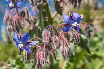 borage, flowers and buds