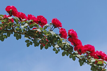 branch of climbing roses
