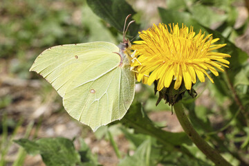 brimstone butterfly and dandelion