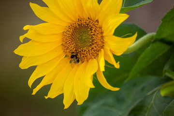 sunflower with bumblebee