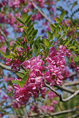 Obraz premium bristly locust in bloom