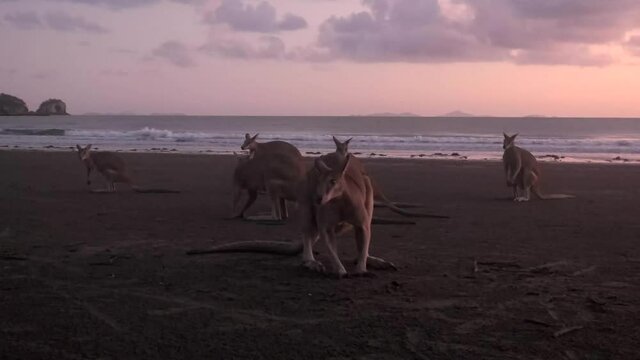 Wild kangaroos and wallabies on the beach at Cape Hillsborough, North Queensland at sunrise as a family and fighting