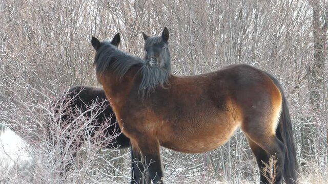 Wild horses survive alone in nature without human help. In nature, they are born, live and die.