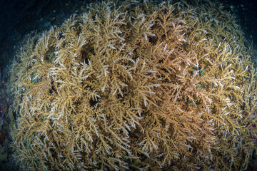 Pristine hard coral in shallow coral reef