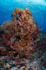 Naklejka na ściany i meble Colorful coral reef in Papua New Guinea
