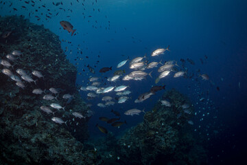 Fototapeta na wymiar Bigeye trevally jackfish swimming above coral reef