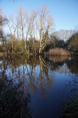 Tree reflection in waters of the lake in Milton Country Park, Cambridge, UK