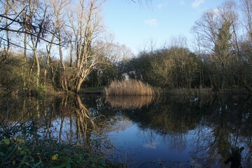 Fototapeta na wymiar Tree reflection in waters of the lake in Milton Country Park, Cambridge, UK