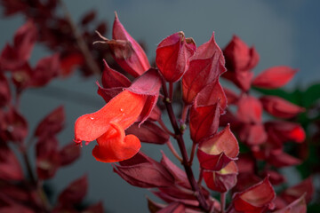 flor roja con gota 2