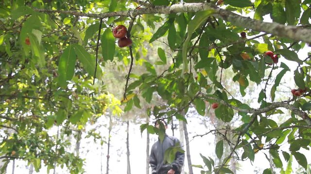 portrait of an Asian man enjoying a water apple or Syzygium samarangense from the tree. harvest and eat fresh red guava. relaxing holiday in the orchard